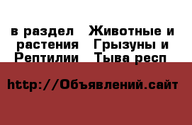  в раздел : Животные и растения » Грызуны и Рептилии . Тыва респ.